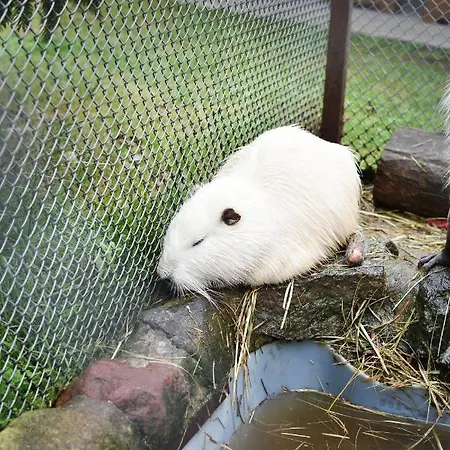 Koziolkowo